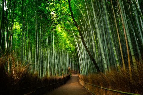 Bamboo Grove NetBet